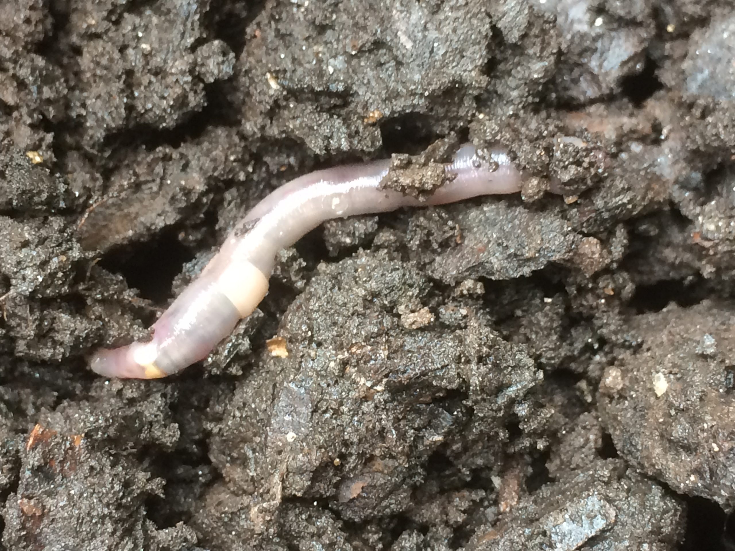 Earth (Day) Worms